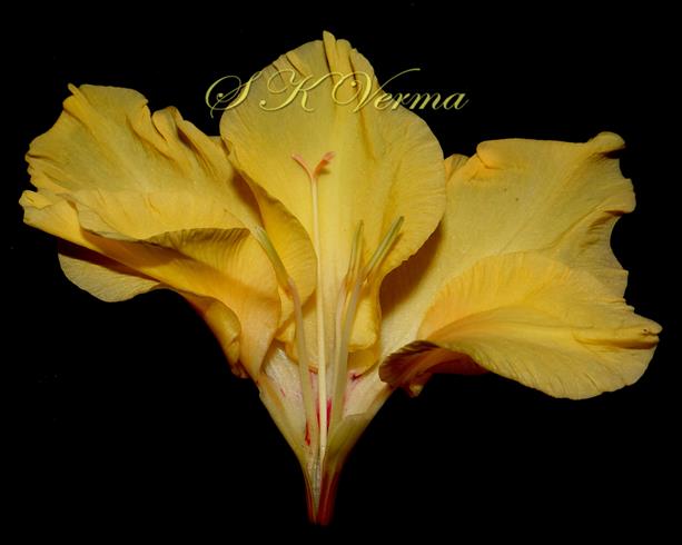  Flower (Opened)
